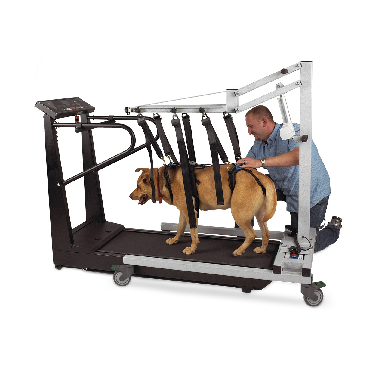 dog treadmill harness